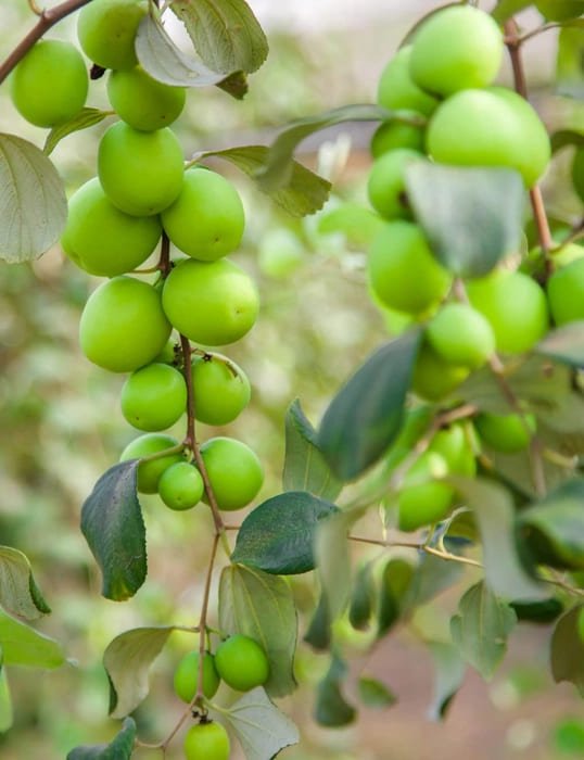 Apple Red Jujube / Red Apple Ber (એપલ લાલ બોર)
